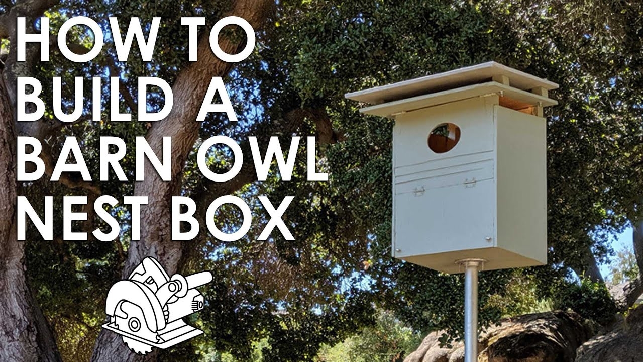 How Do You Build A Barn Owl Nesting Box